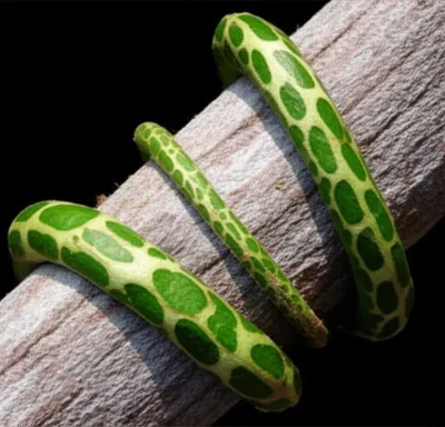 Illustration wrapping - Image 1