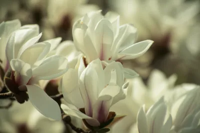 Illustration magnolia - Image 1