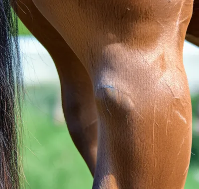 Illustration bone spavins - Image 1