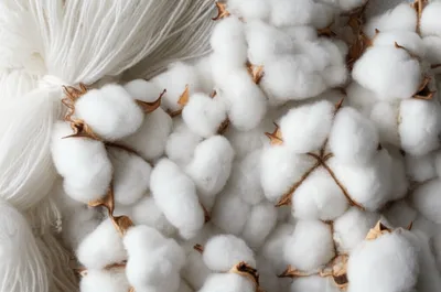 Illustration tufts - Image 1