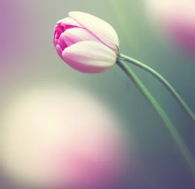 Illustration abortifacient - Image 1