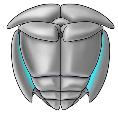 Illustration pleura - Image 1