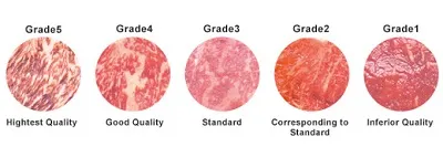 Illustration grade - Image 2