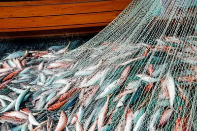 Illustration draughts - Image 1