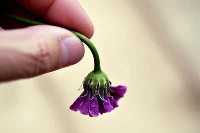 Illustration submitted - Image 1