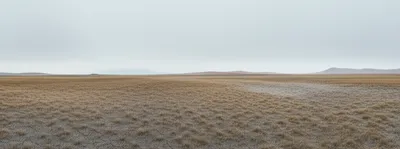 Illustration steppes - Image 1