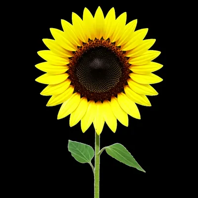 Illustration doubled - Image 1