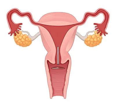 Illustration glandes - Image 1