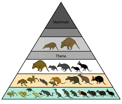 Illustration infraclass