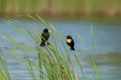 Illustration negritos - Image 1
