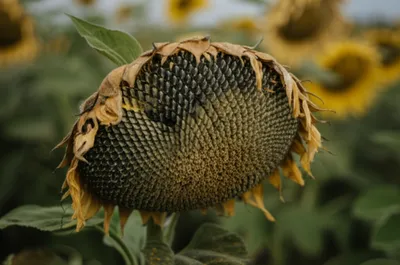 Illustration indehiscent