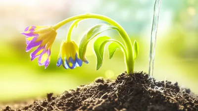 Illustration tonic - Image 1