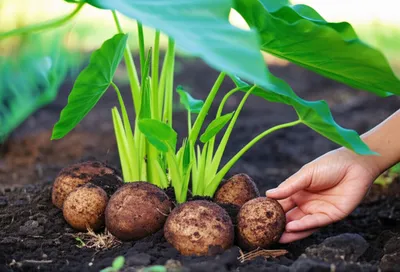 Illustration eddo - Image 1