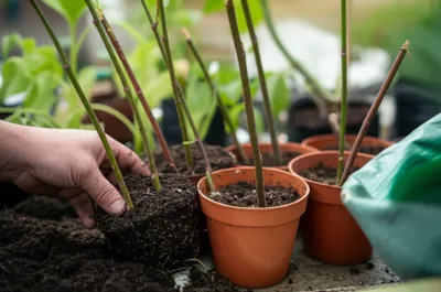 Illustration sticking - Image 1