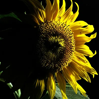 Illustration darken - Image 1