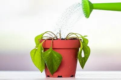 Illustration slake - Image 1