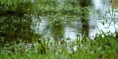 Illustration waterlogged - Image 2