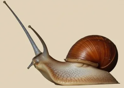 Illustration snout - Image 1