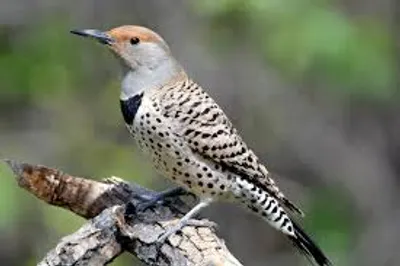 Illustration flicker - Image 2