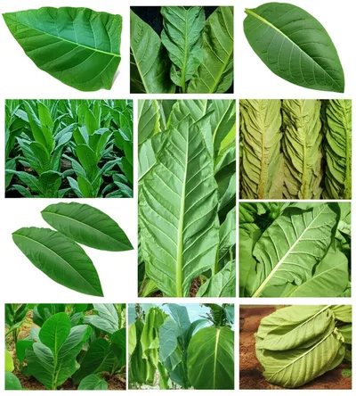 Illustration tobacco - Image 1