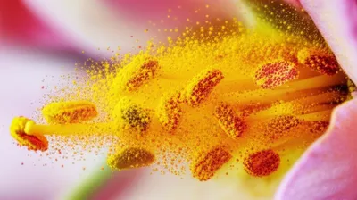 Illustration pollen - Image 1