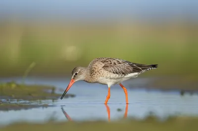 Illustration red - Image 1