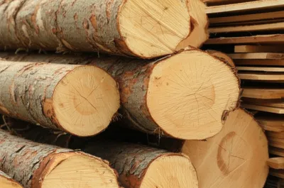 Illustration softwood - Image 1