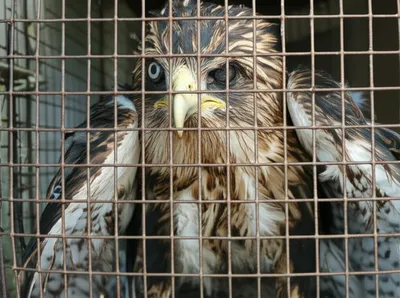 Illustration haggard