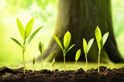 Illustration procreating