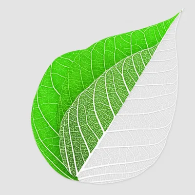 Illustration skeletonize