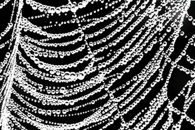 Illustration crystallized - Image 1