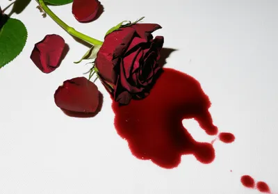 Illustration bitching - Image 1