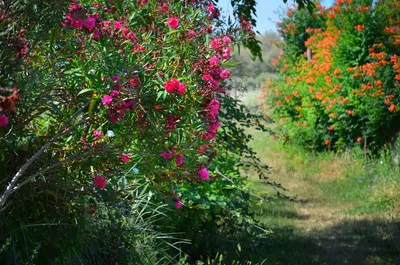 Illustration oleanders - Image 2