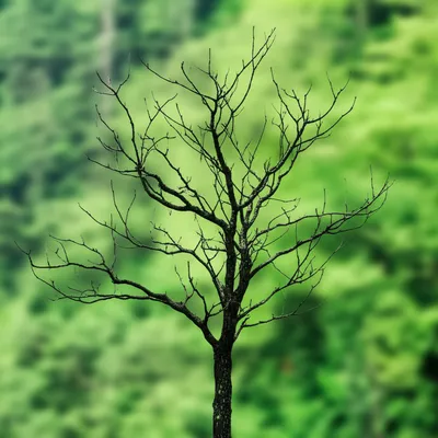 Illustration bare - Image 1