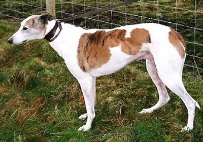 Illustration greyhound - Image 2