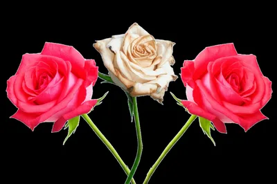 Illustration inbreeding - Image 1