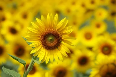 Illustration detach - Image 1