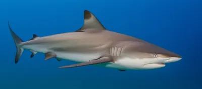 Illustration whaler - Image 1