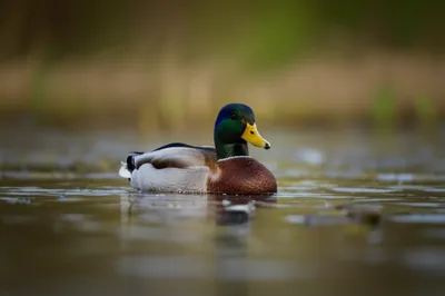 Illustration mallard - Image 1