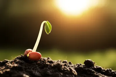 Illustration occurring - Image 1