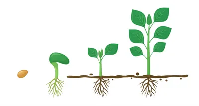 Illustration regimen - Image 1