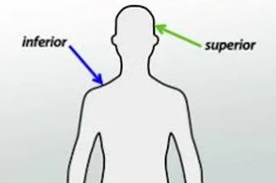 Illustration superior - Image 2