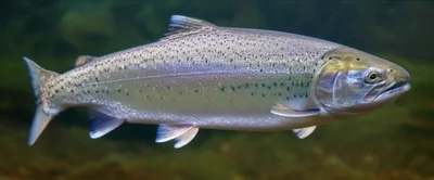 Illustration smolt - Image 1