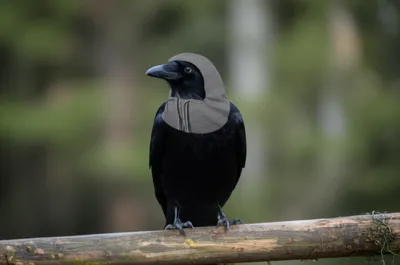 Illustration hoodies - Image 1