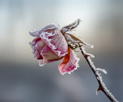 Illustration embittered