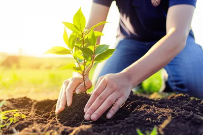 Illustration dedication