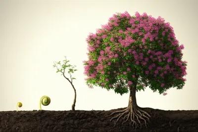 Illustration seeds - Image 1