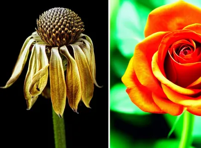 Illustration declined - Image 1