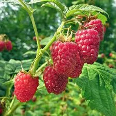 Illustration raspberry - Image 2