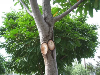 Illustration appendage - Image 1